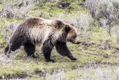 Grizzly Bear May 2025